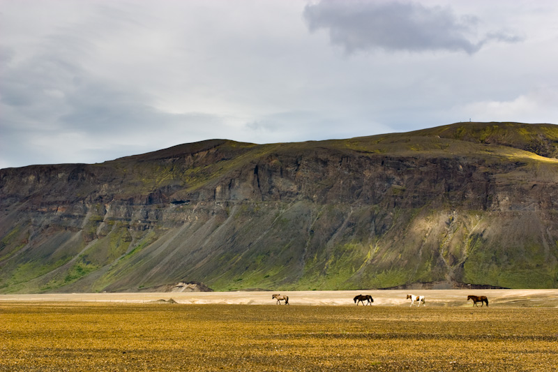 Icelandic Horses